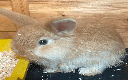 Harlequin rabbits for sale: Harlequin Babies - Image 7