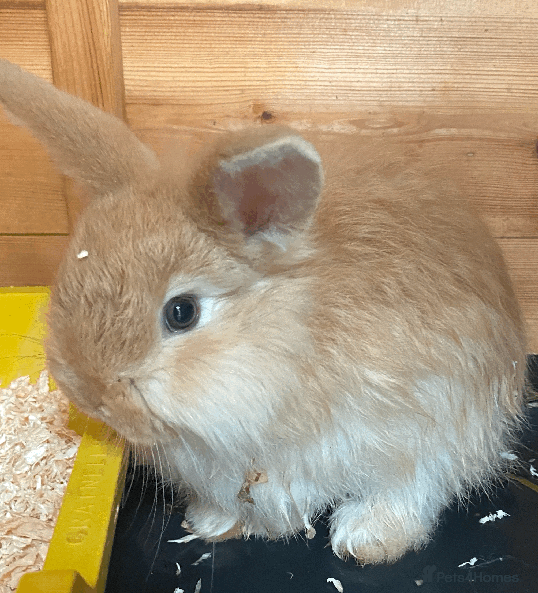Harlequin rabbits for sale: Harlequin Babies - Image 7