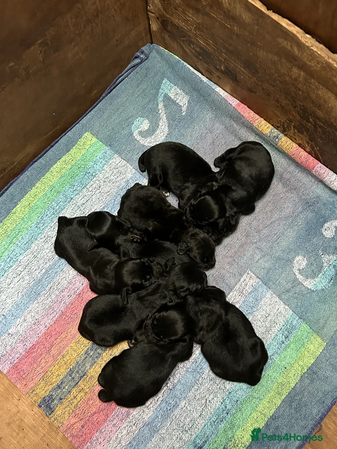 Cocker Spaniel dogs for sale: KC Registered Black Cocker Spaniels - Advert 2