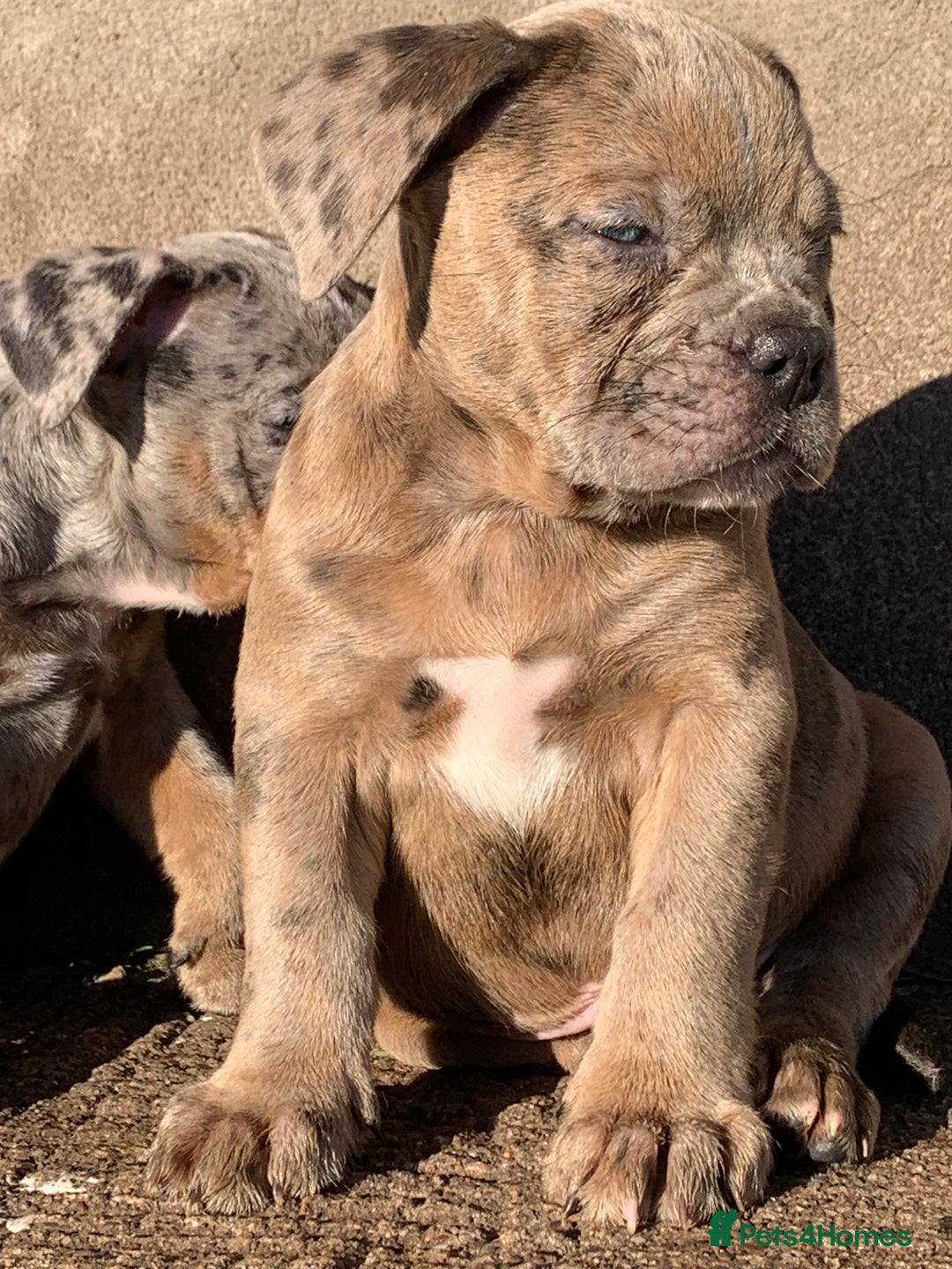 Olde English Bulldogge dogs for sale: Olde English bulldogges generational  - Advert 14