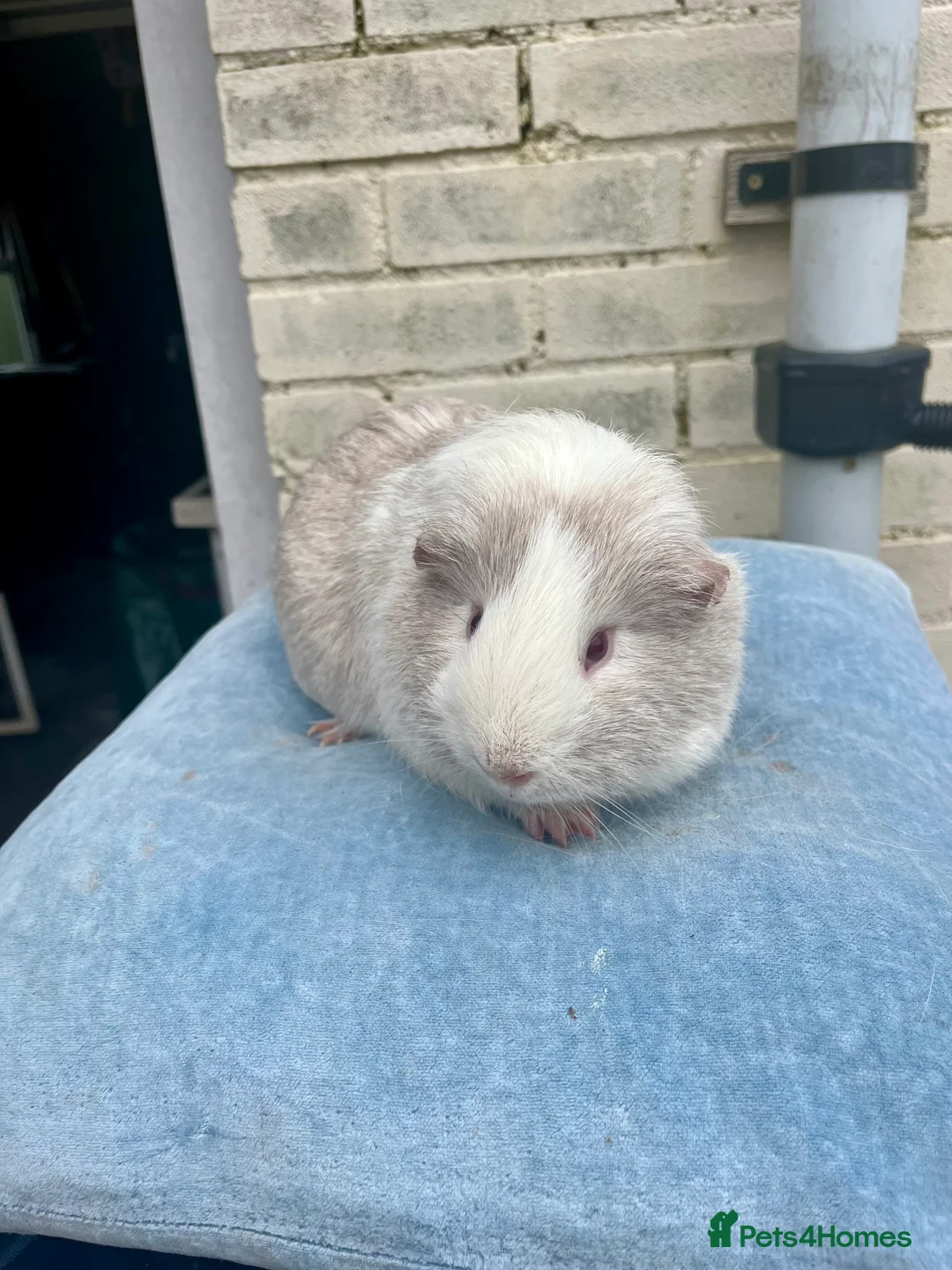 Guinea Pig rodents for sale: Guinea pig babies and young adults available  - Advert 9