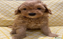 Maltipoo dogs for sale: 💖BEAUTIFUL LICENSED-BRED MALTIPOOS 💖 - Image 17