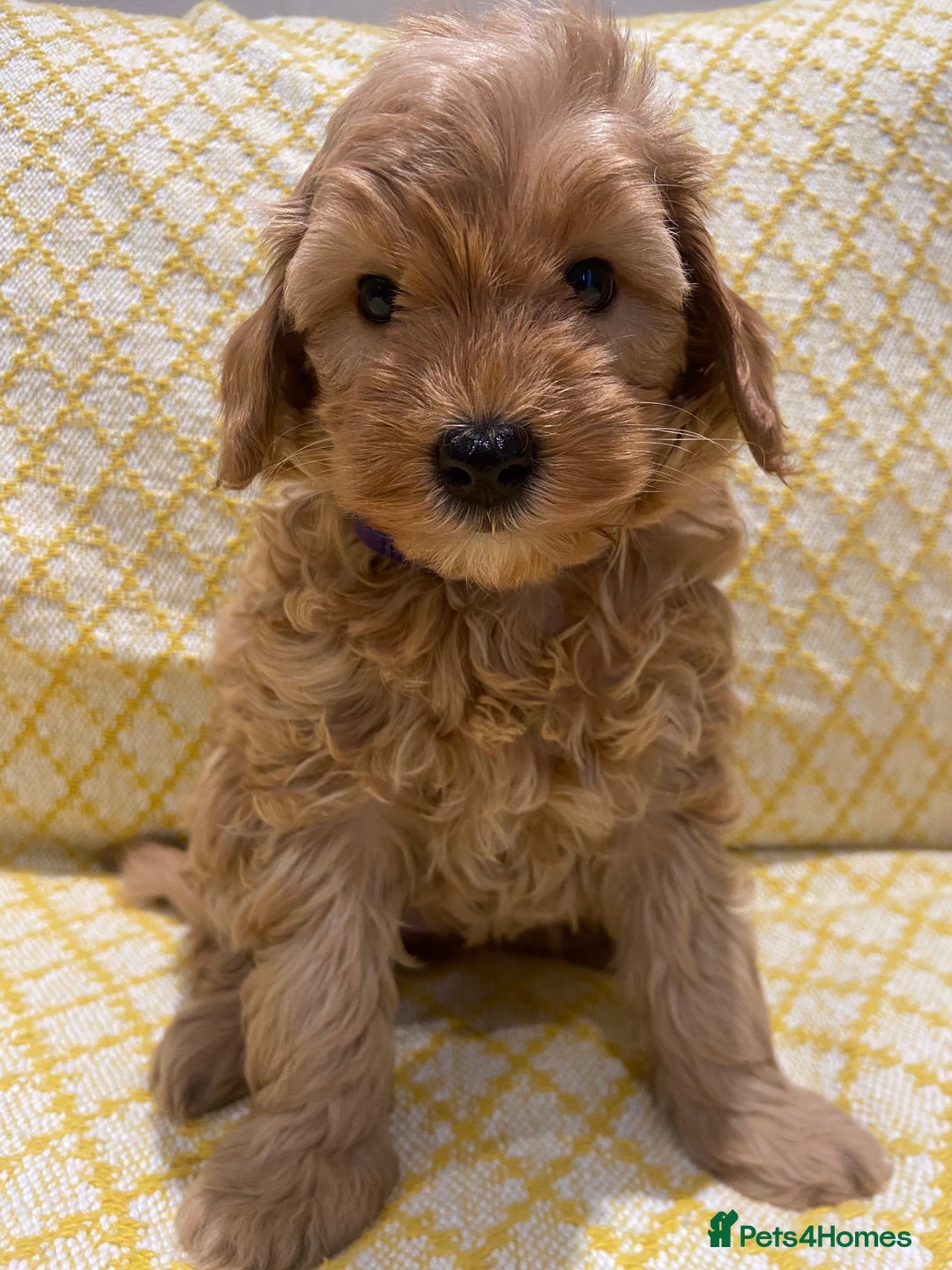 Maltipoo dogs for sale: 💖BEAUTIFUL LICENSED-BRED MALTIPOOS 💖 - Image 17