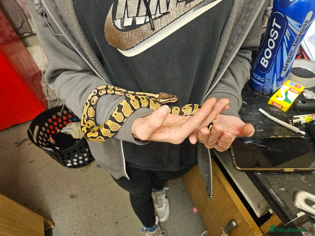 Python Snake reptiles for sale: Fire het desert ghost royal python with full setup - Advert 5
