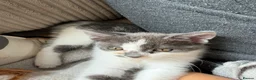 Domestic Shorthair cats for sale: Beautiful female and male kittens x2 - Advert 8