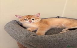 British Shorthair cats for sale:  Golden British Shorthair kittens  in London - Image 26