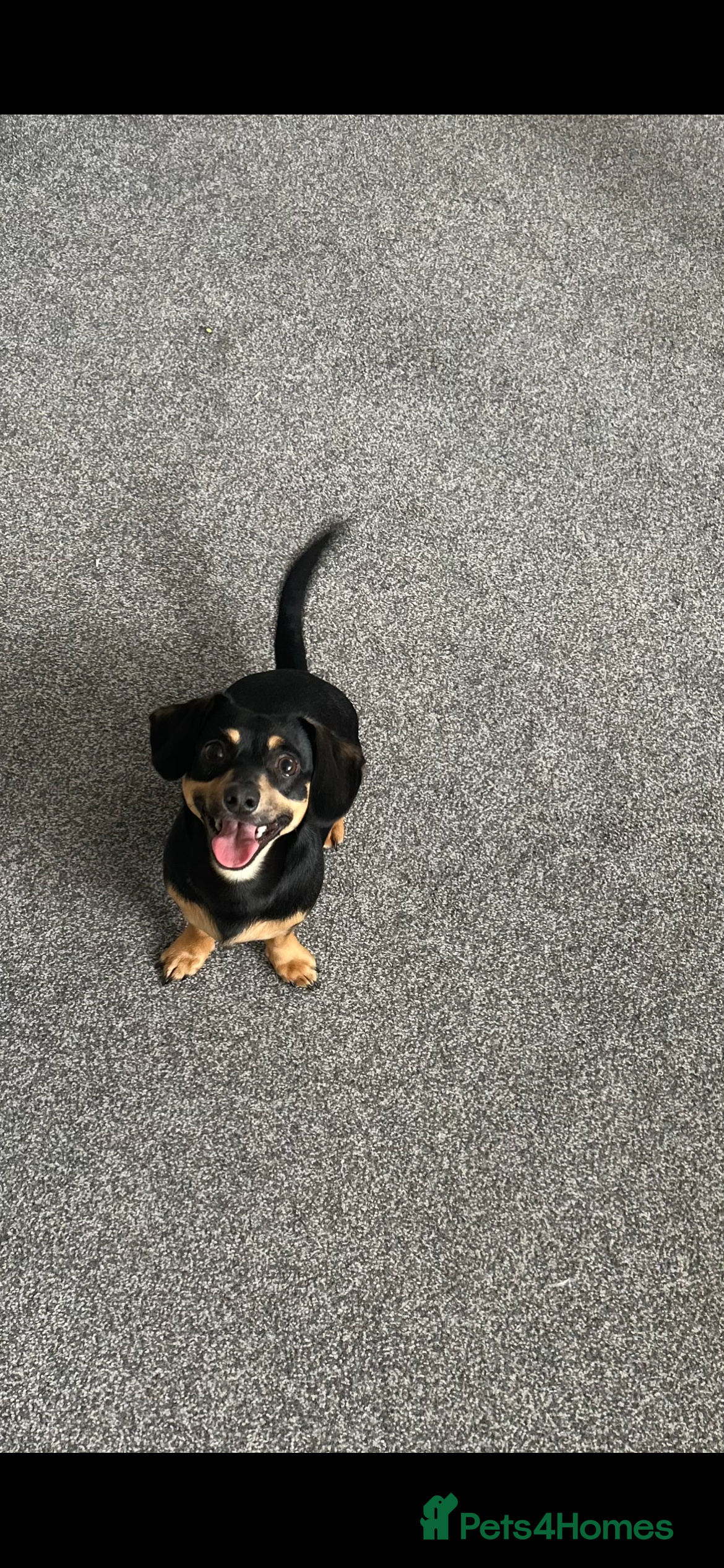 Chiweenie dogs Chiweenie  - Advert 1