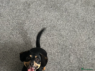 Chiweenie dogs Chiweenie - Advert 1