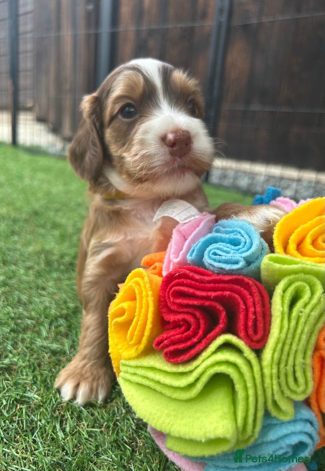 Cockapoo dogs for sale: F1 COCKAPOO PUPPIES 5🌟 LICENSED BREEDER  - Image 1
