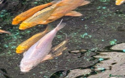 Koi Carp fish for sale: UK koi carp  - Image 35