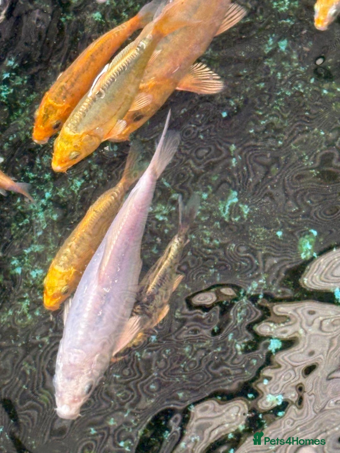 Koi Carp fish for sale: UK koi carp  - Image 35