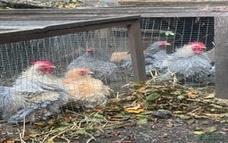 Chickens poultry for sale: Frizzle feather Bantons  - Image 4