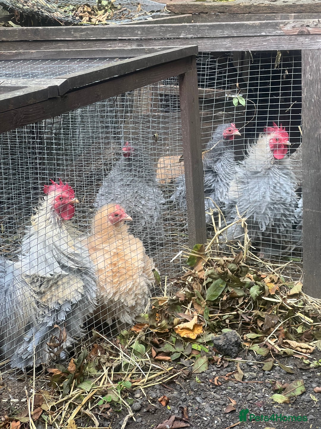 Chickens poultry for sale: Frizzle feather Bantons  - Image 4