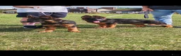 German Shepherd dogs for sale: German Shepherd Puppies (champions parents)  - Advert 11