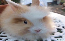 Lionhead rabbits for sale: PUREBRED DOUBLE/TEDDY LION HEAD BABIES  - Image 2