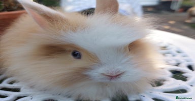Lionhead rabbits - Advert 9
