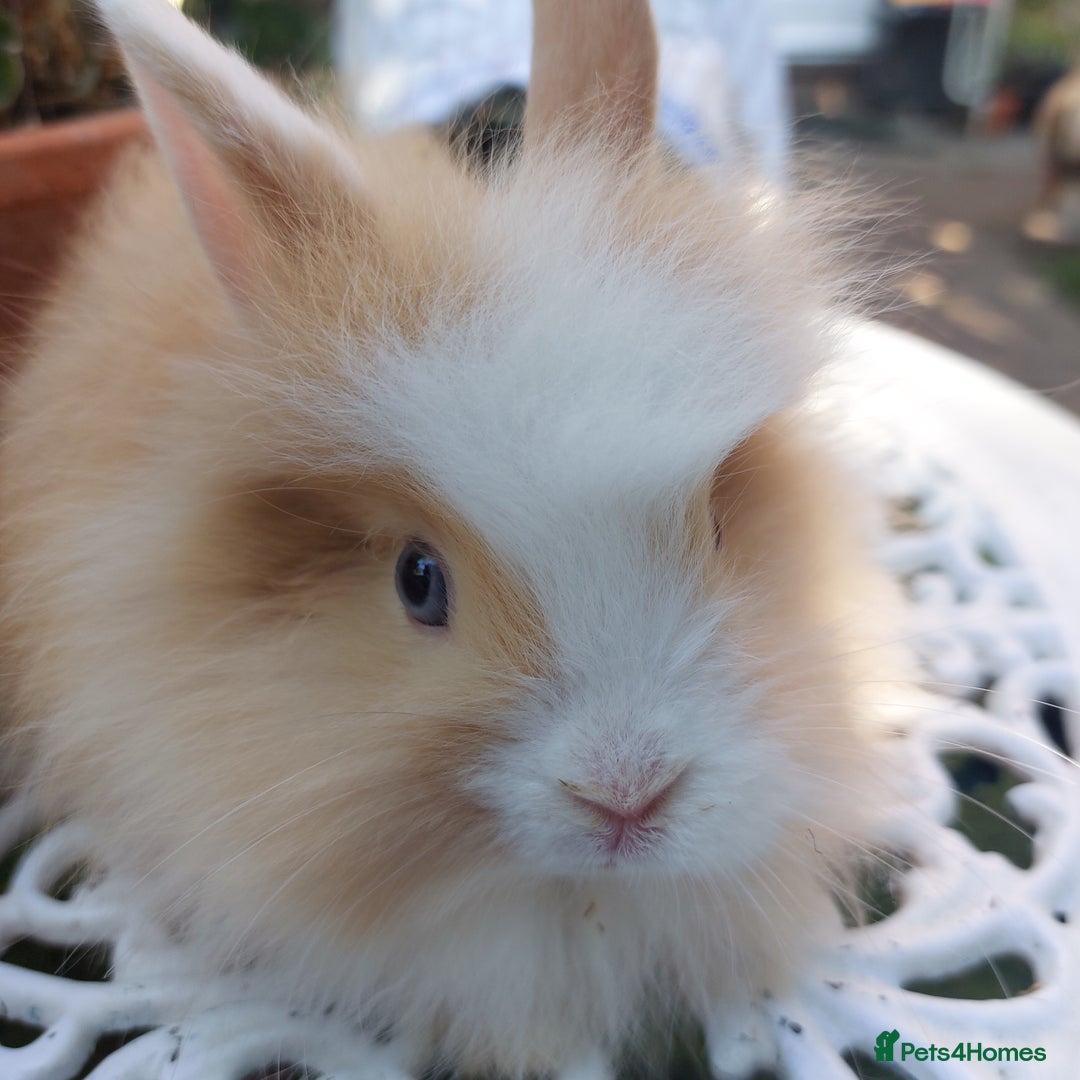 Lionhead rabbits for sale: PUREBRED DOUBLE/TEDDY LION HEAD BABIES  - Image 2