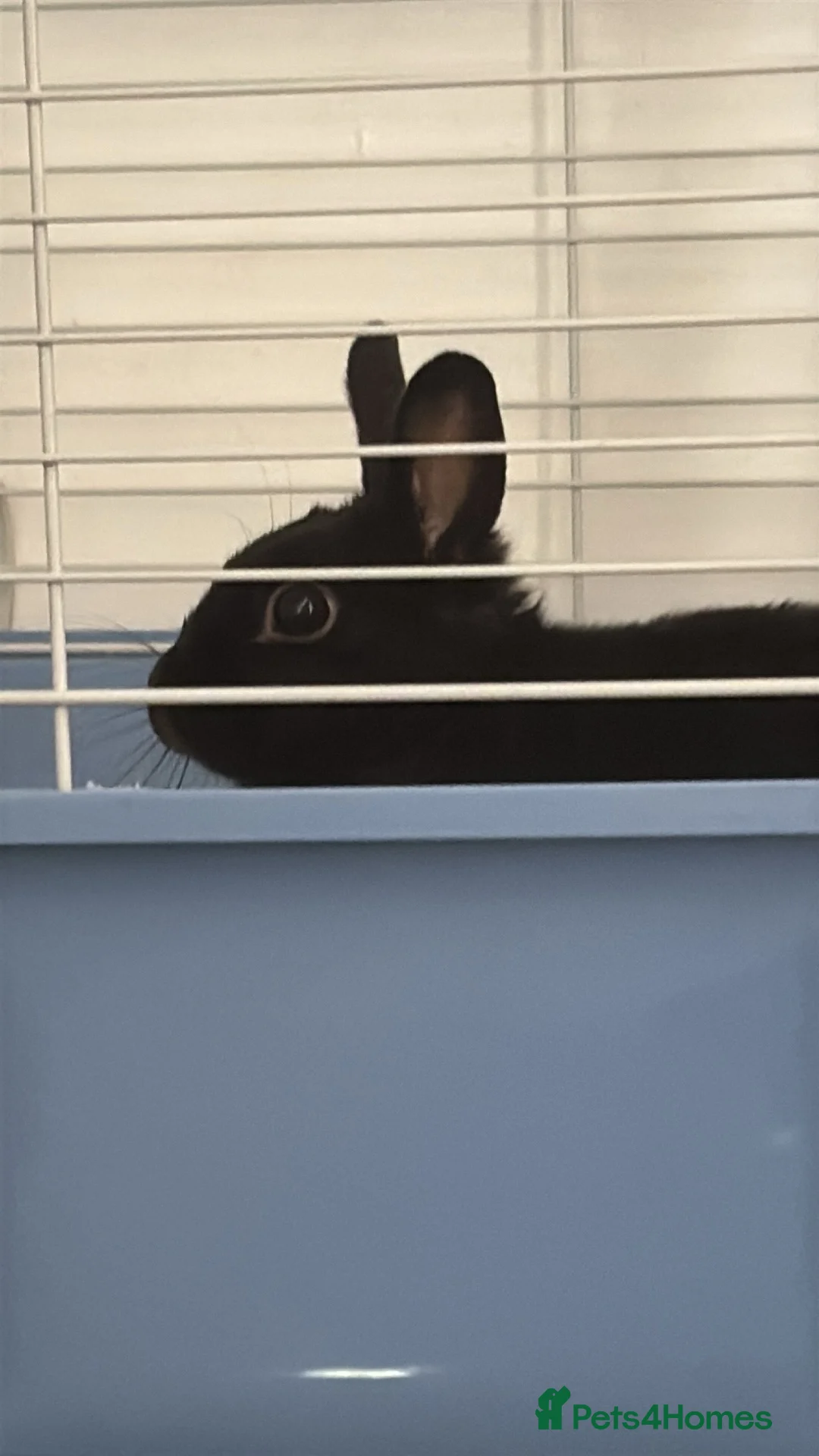 Netherland Dwarf rabbits for sale: Female rabbit - Advert 2