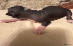 Mixed Breed dogs for sale: Beautiful hairless little boy chihuahua  - Advert 9