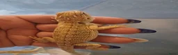 Bearded Dragon reptiles for sale: Baby bearded dragons  - Advert 22