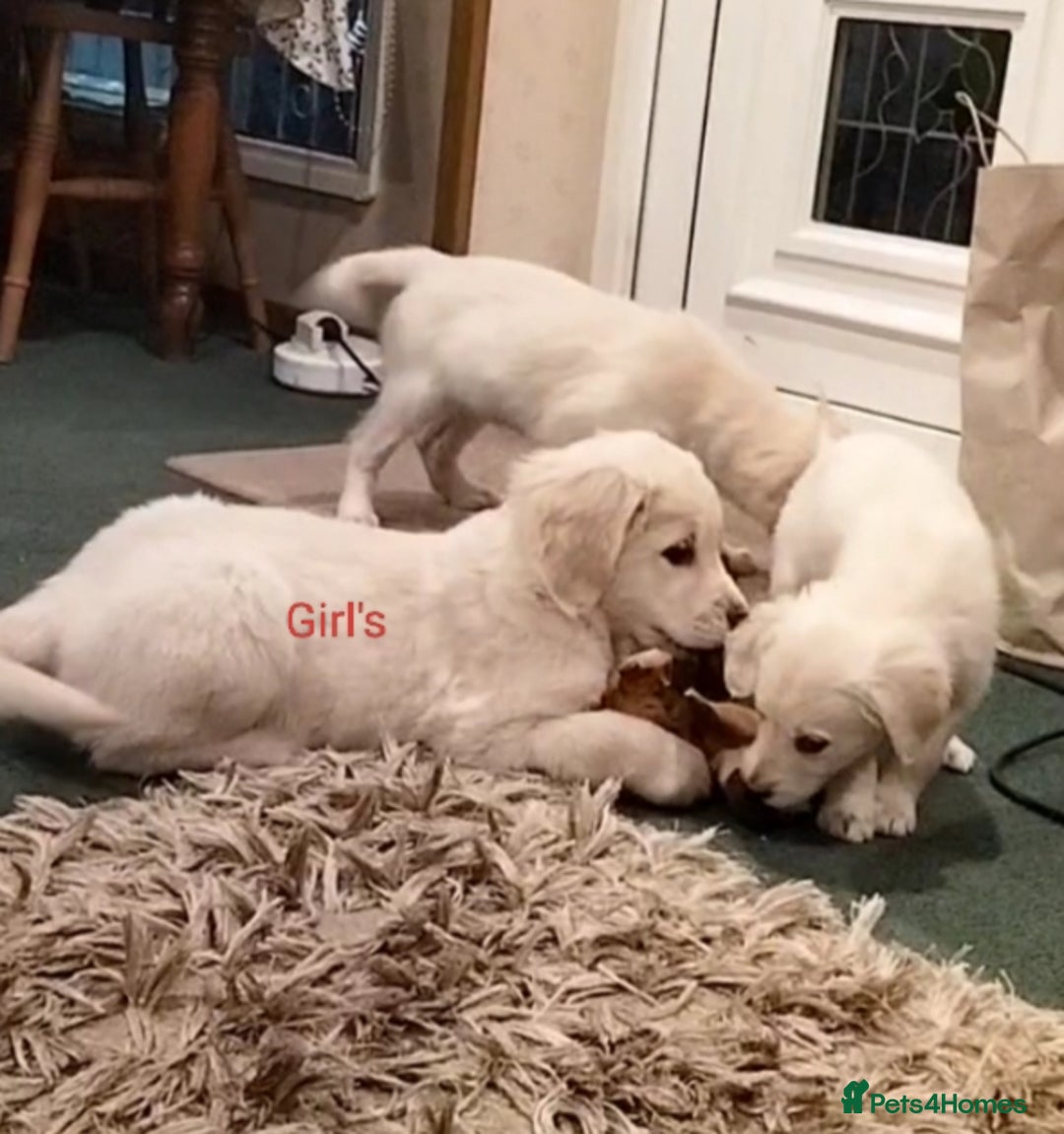 Golden Retriever dogs for sale: GOLDEN RETRIEVER PUPS - Advert 29
