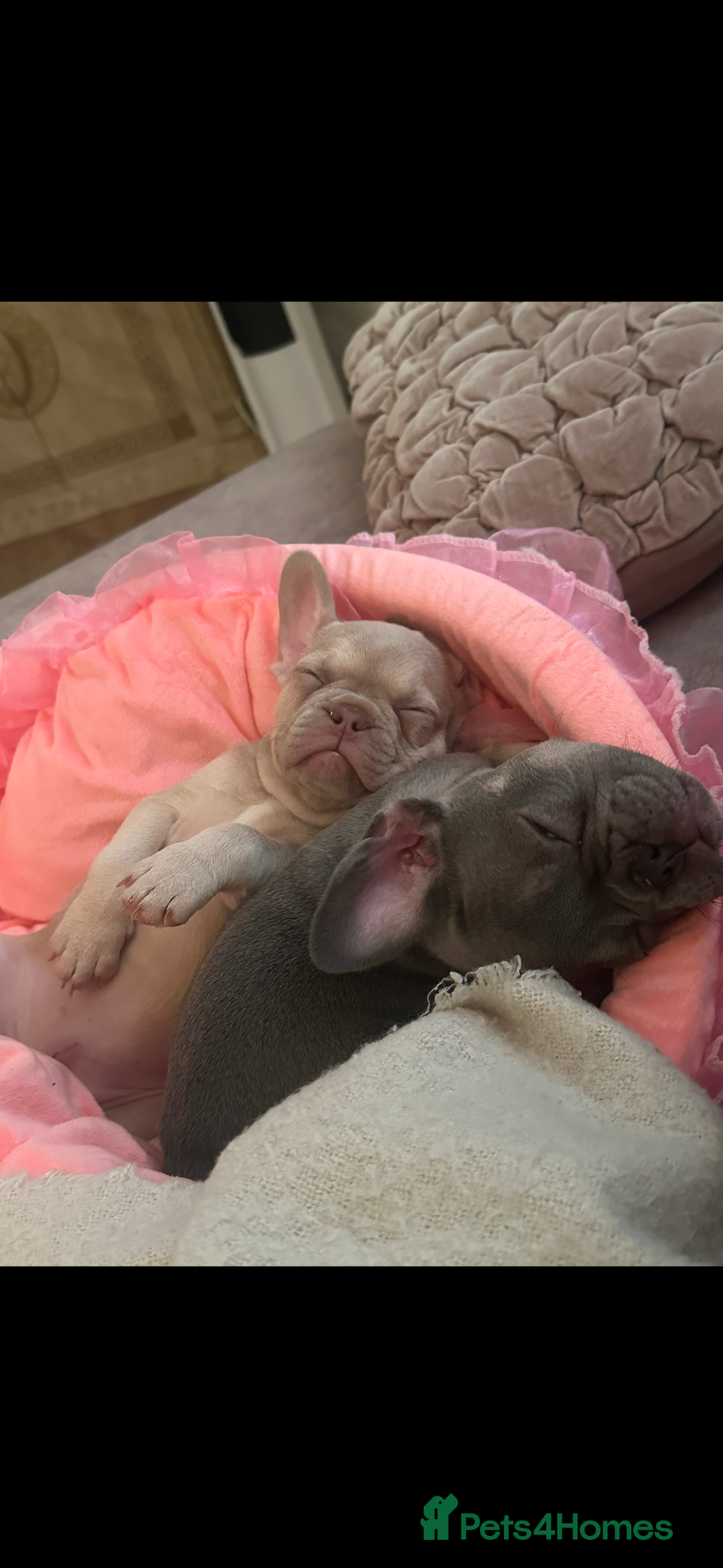 French Bulldog dogs for sale: French Bulldog🩷-Price Reduction-Open to offers!! - Image 3