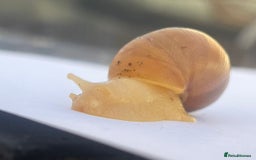 Snails invertebrates for sale: Giant African Snail Albino and normal - Advert 2