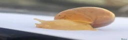 Snails invertebrates for sale: Giant African Snail Albino and normal - Advert 2