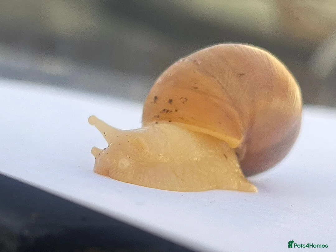 Snails invertebrates for sale: Giant African Snail Albino and normal - Advert 2