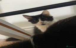 Mixed Breed cats for sale: Kitten - Image 5