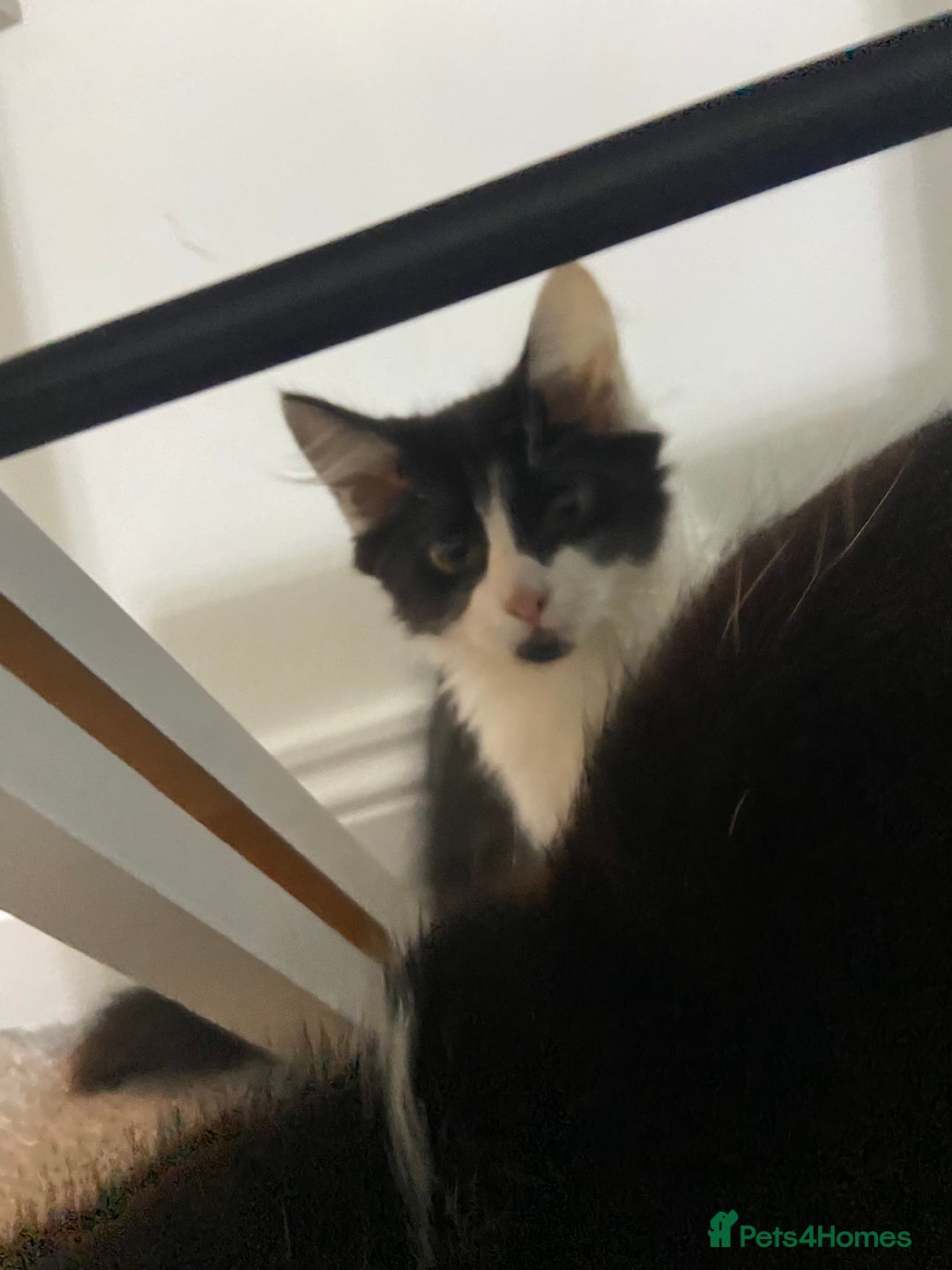 Mixed Breed cats for sale: Kitten - Image 5