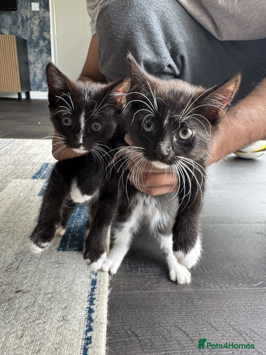 Persian cats for sale: 2 female kittens 1 persian cat for adoption - Image 5