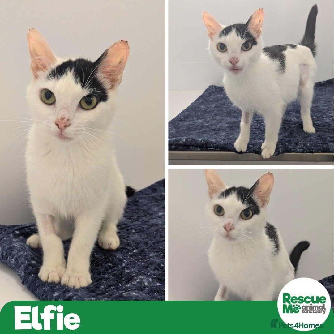 Mixed Breed cats Teeny tiny Elfie - Advert 1