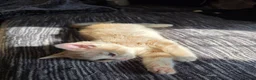 Mixed Breed cats for sale: 2 gorgeous bengal/tabby boys - Advert 2