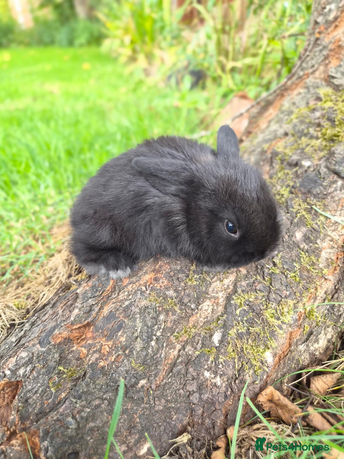 Mini Lop rabbits One left - Beautiful Boy Mini Lop Rabbit - Advert 2