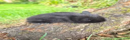 Mini Lop rabbits for sale: Two Beautiful Boy Mini Lop Rabbits - Advert 4