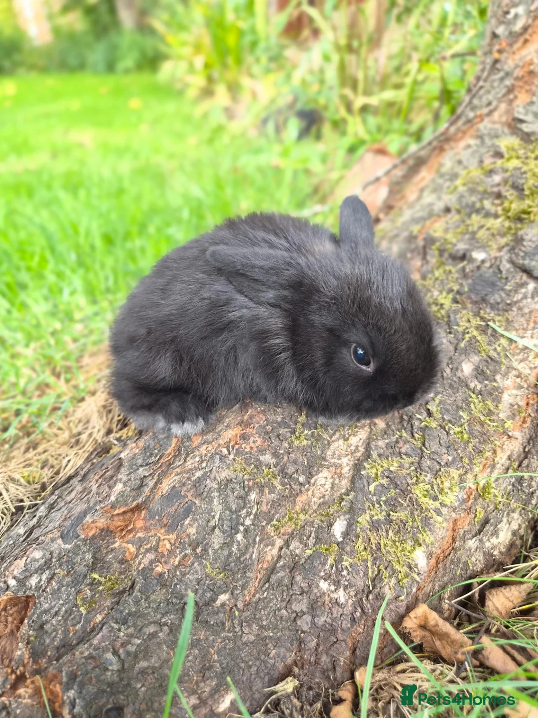 Mini Lop rabbits for sale: Two Beautiful Boy Mini Lop Rabbits - Advert 4