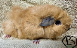 Guinea Pig rodents for sale: Various Gorgeous Guinea Pigs Available - Advert 10