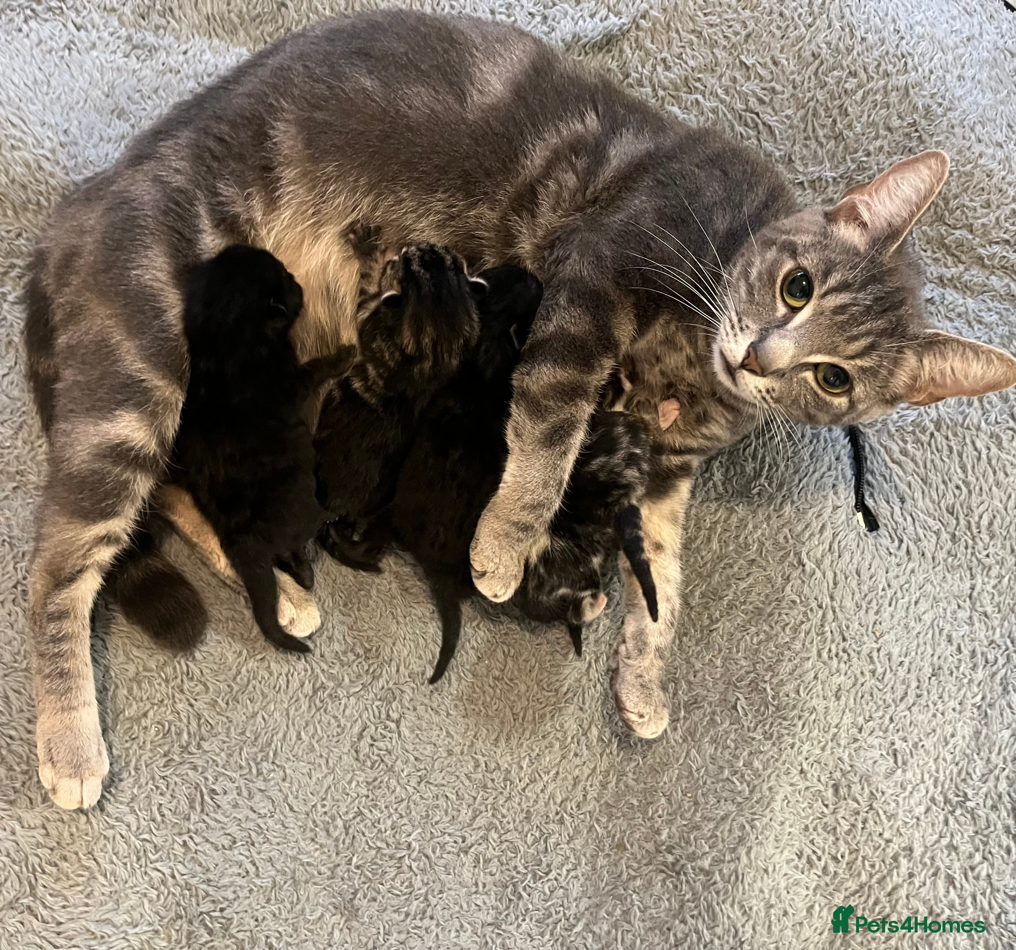 Mixed Breed cats 5 Adorable Tabbies & Black Luna kittens  in Waltham Cross - Advert 1