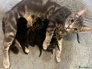 Mixed Breed cats 5 Adorable Tabbies & Black Luna kittens in Waltham Cross - Advert 1