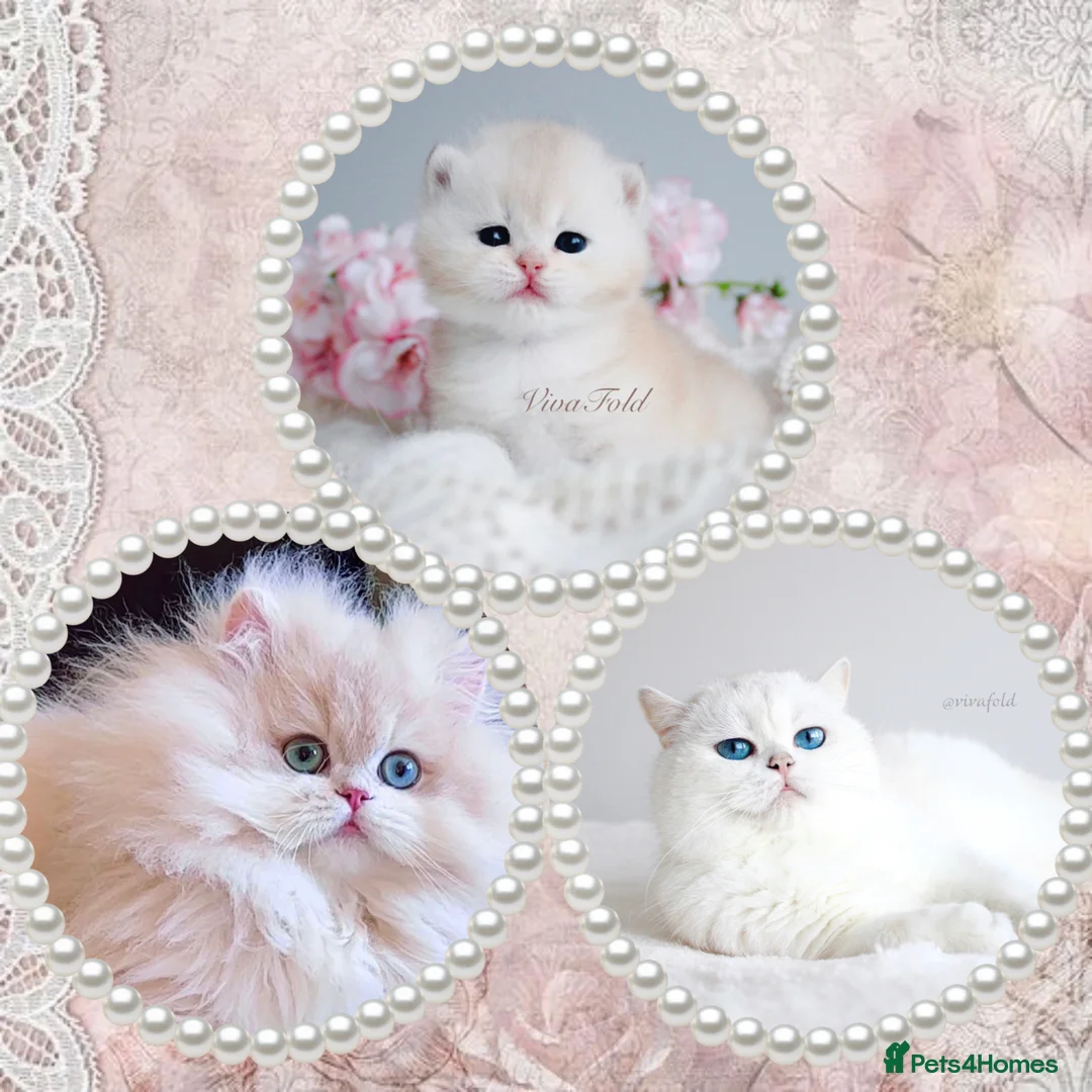 British Shorthair cats for sale: ✨Rare & Exclusive Premium Quality Kitten✨ - Advert 10