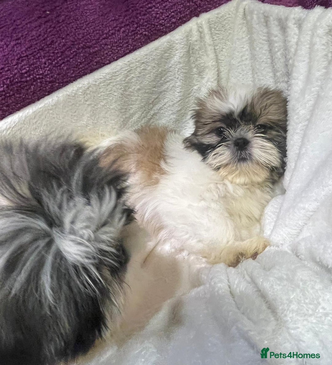 Shih Tzu dogs for sale: Shih Tzu puppy's - Advert 7