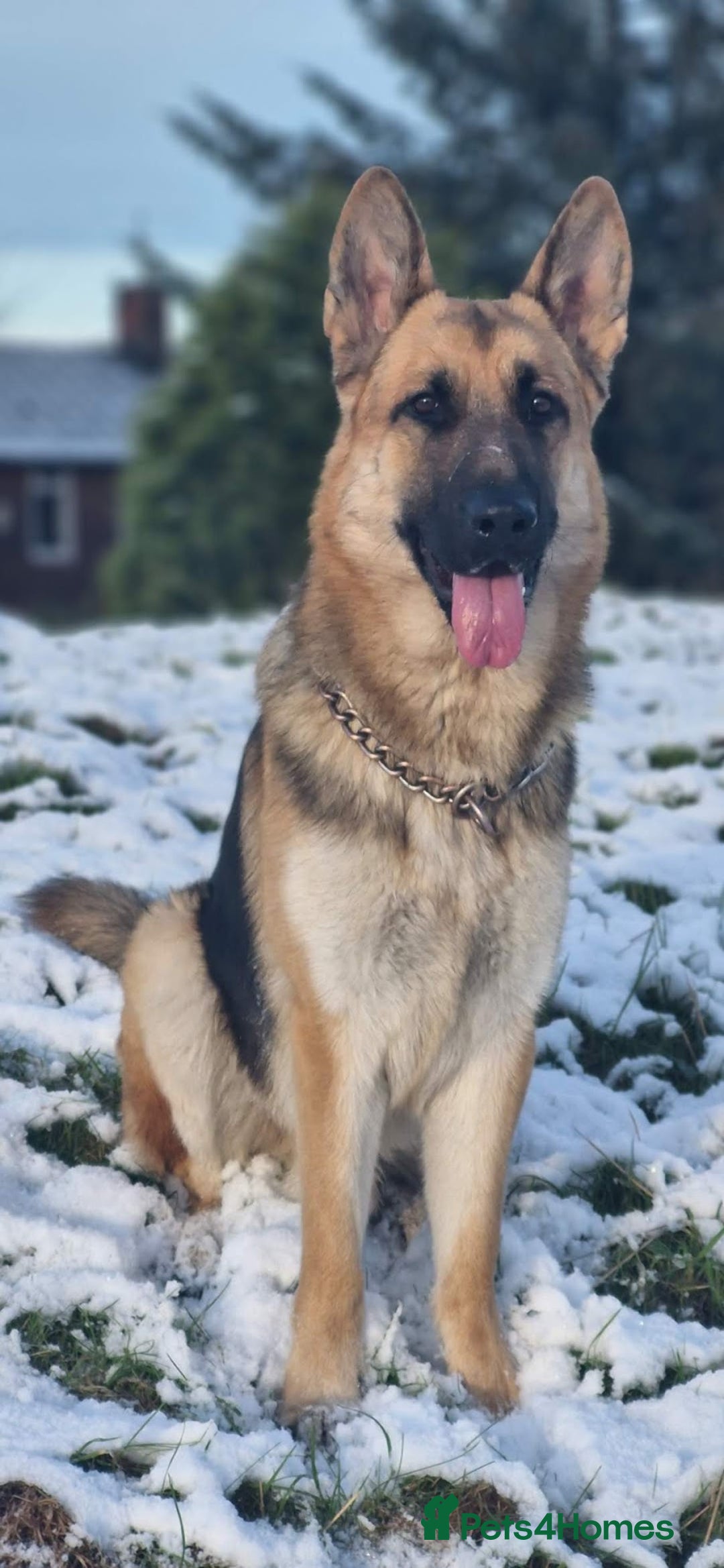 German Shepherd dogs for sale: Major - Image 4