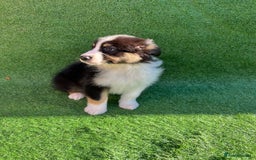 Australian Shepherd dogs for sale: Australia shepherd Kc puppies  - Image 24