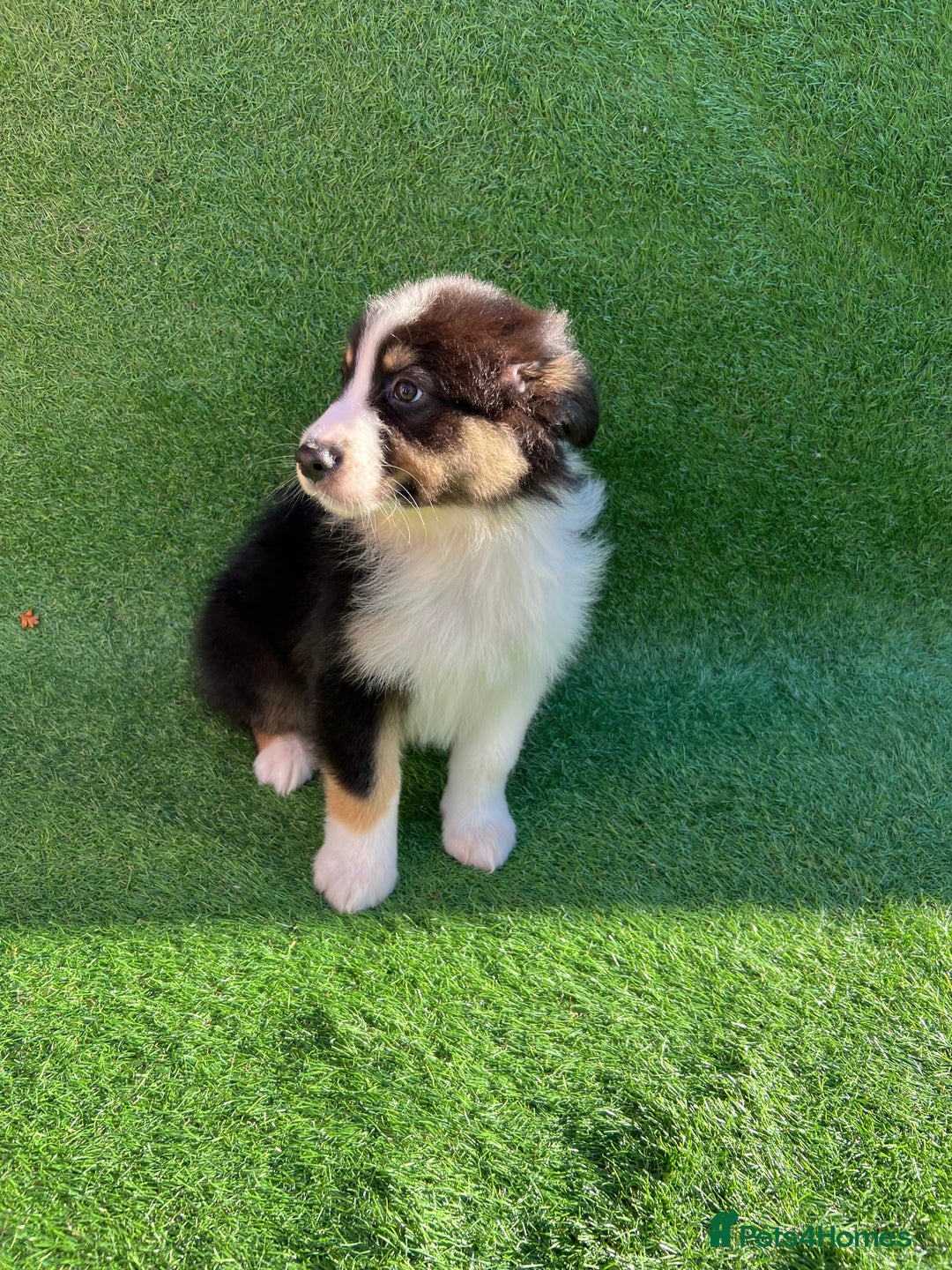Australian Shepherd dogs for sale: Australia shepherd Kc puppies  - Image 24