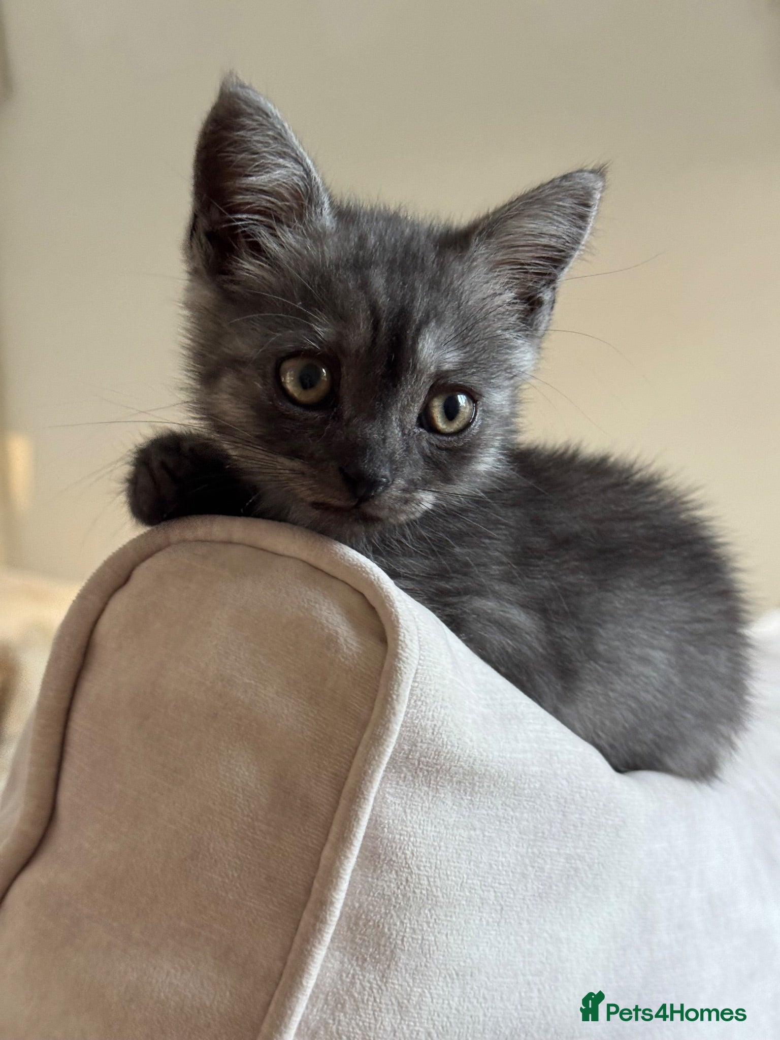 British Shorthair cats Beautiful British Shorthair Kitten  - Advert 1