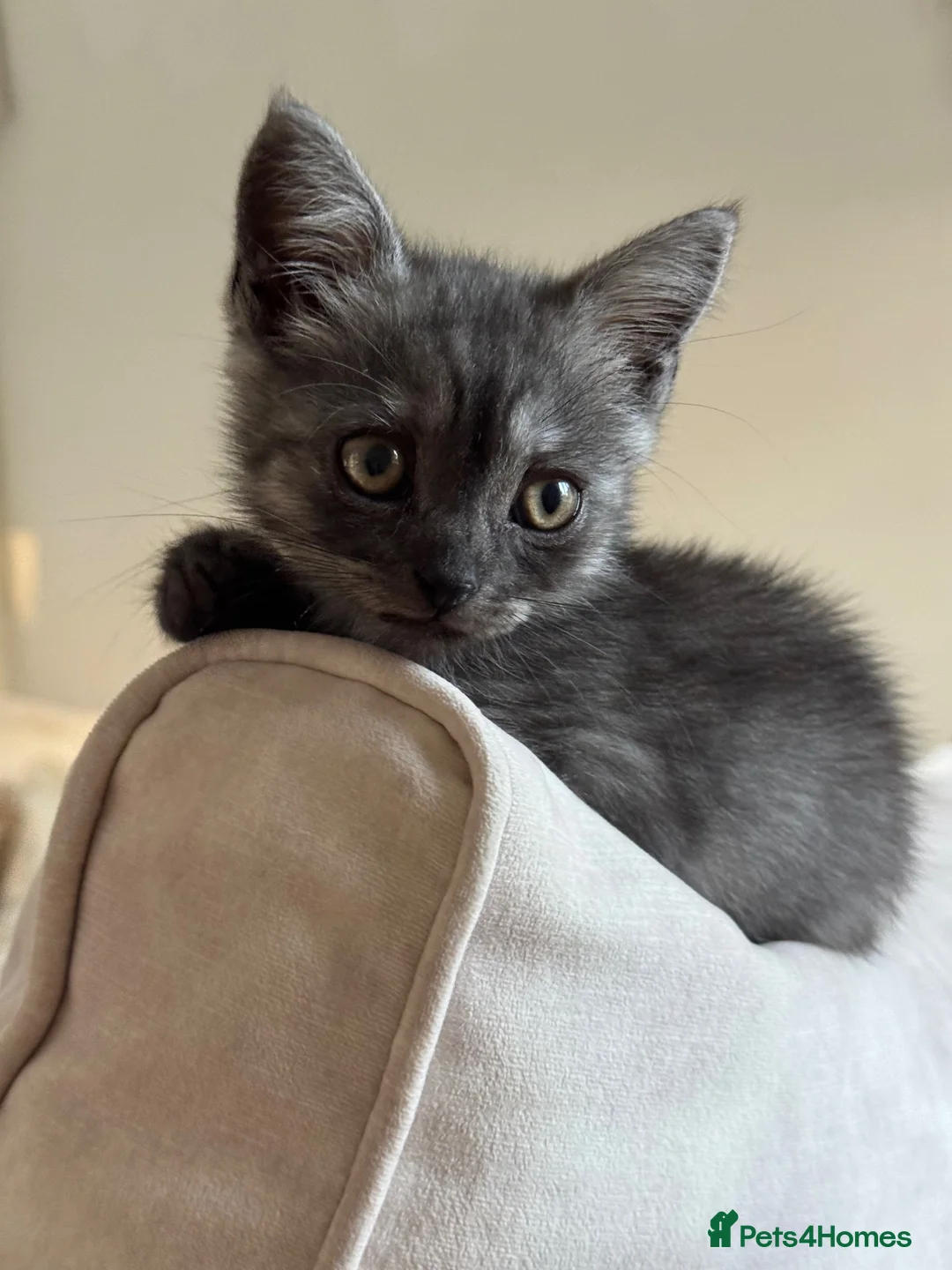 British Shorthair cats for sale: Beautiful British Shorthair Kitten  - Advert 1