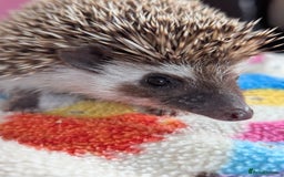 Pygmy Hedgehog rodents for sale: REDUCED PRICE!!! Gorgeous Hoglets/ READY NOW!!!! - Image 10