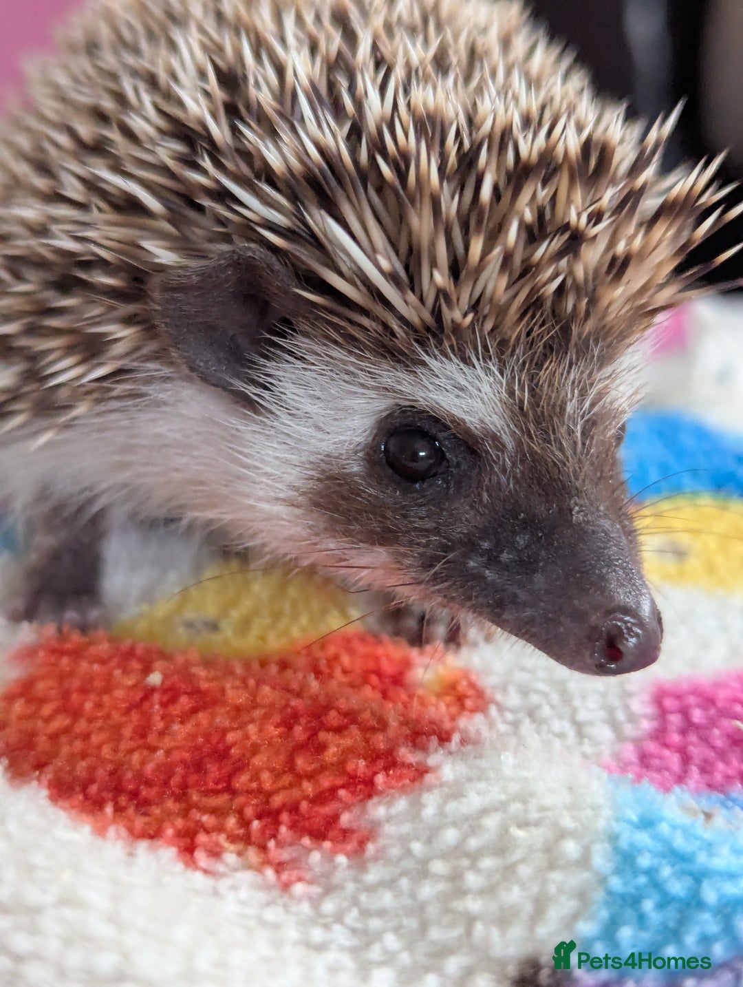 Pygmy Hedgehog rodents for sale: REDUCED PRICE!!! Gorgeous Hoglets/ READY NOW!!!! - Image 10