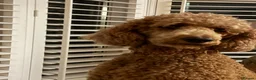 Standard Poodle dogs for sale: Beautiful Standard Poodle Puppies – Southampton  in Southampton - Advert 8